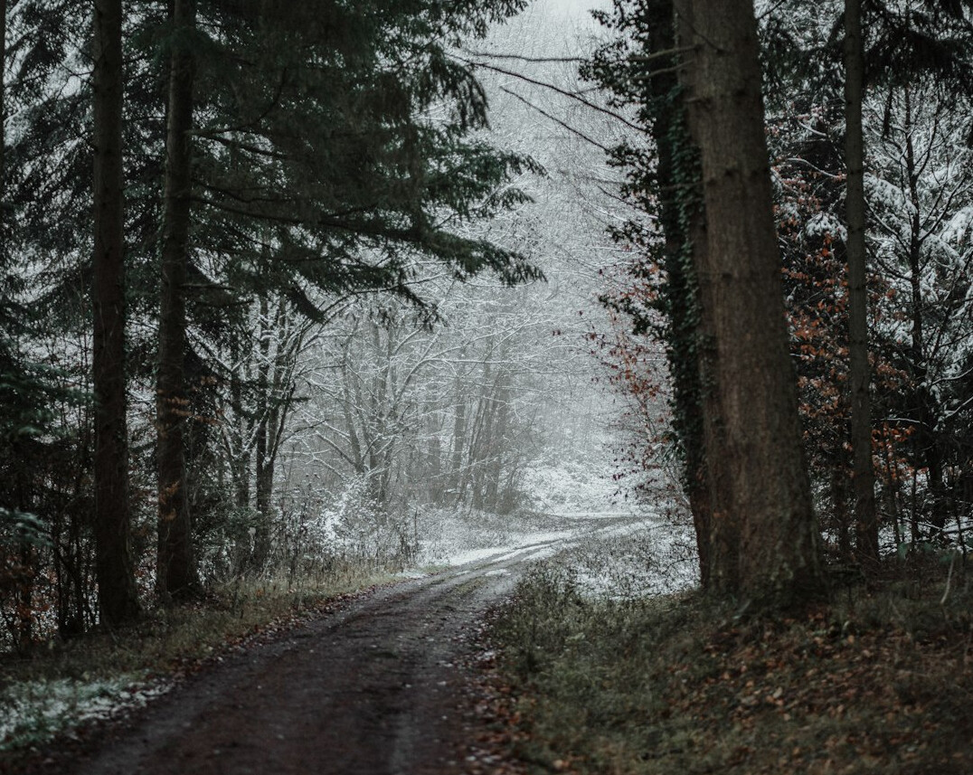 forest path germany