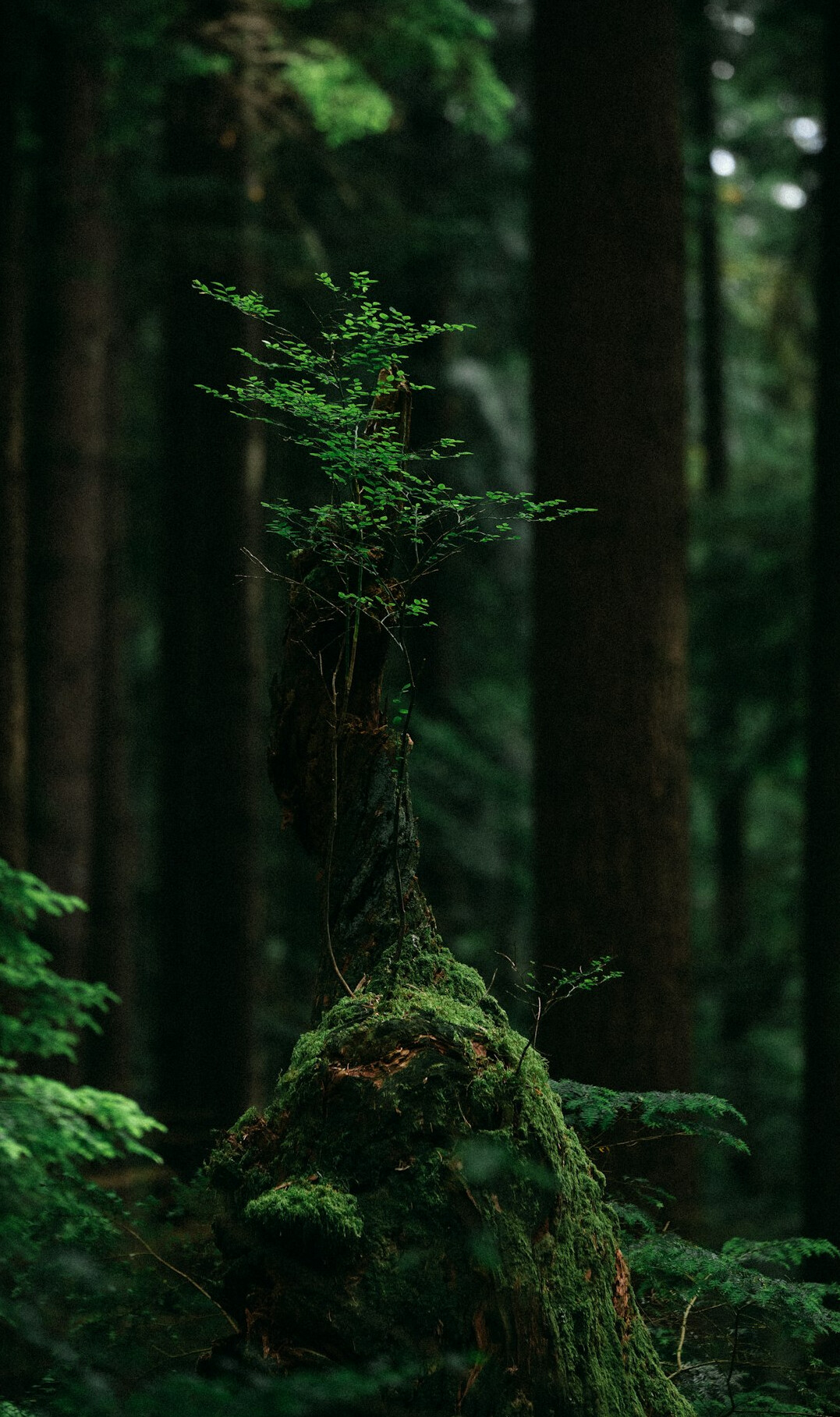 ancient forest trees